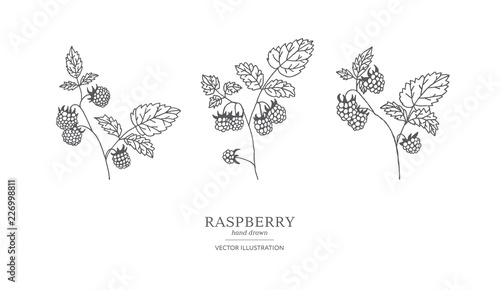 Hand drawn raspberry branches