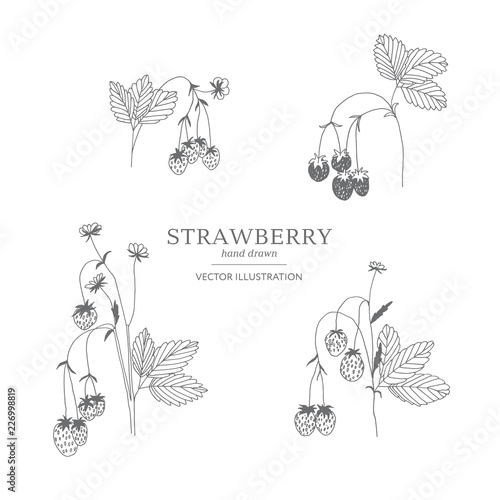 Hand drawn strawberry set.