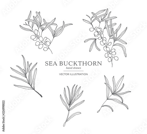 Hand drawn sea buckthorn branches