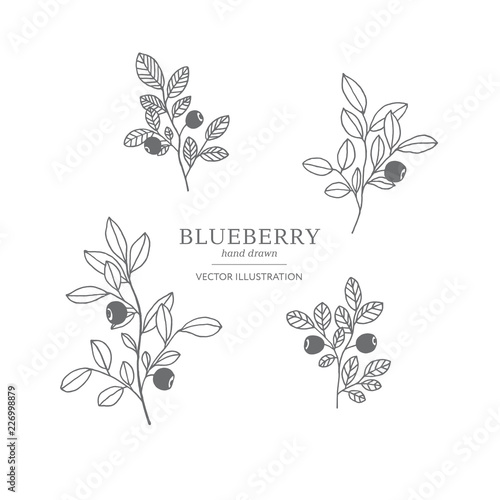 Hand drawn blueberry set.