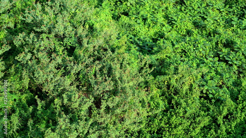 Aerial view of an urban tree canopy Aerial view of an urban tree canopy