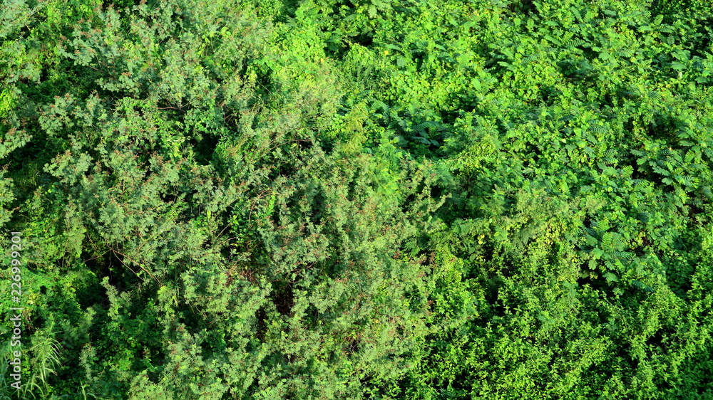 Aerial view of an urban tree canopy