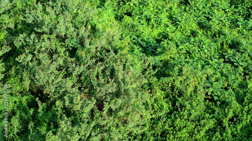 Aerial view of an urban tree canopy