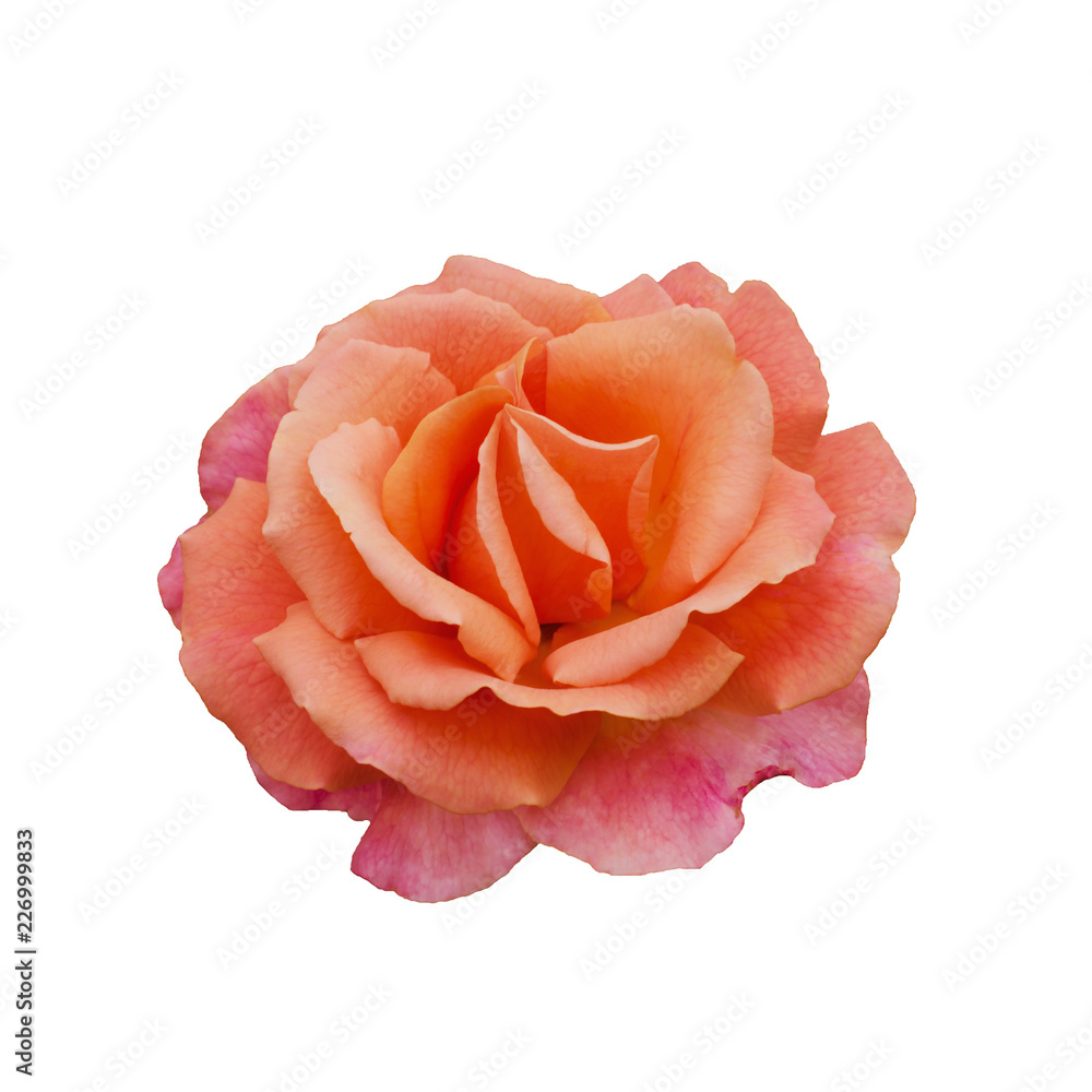 Fototapeta premium beautiful orange rose