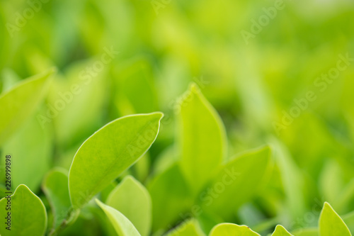 Nature fresh green leaf plant in outdoor park. Garden natural foliage botany texture closeup background. Ecology and environment concept.