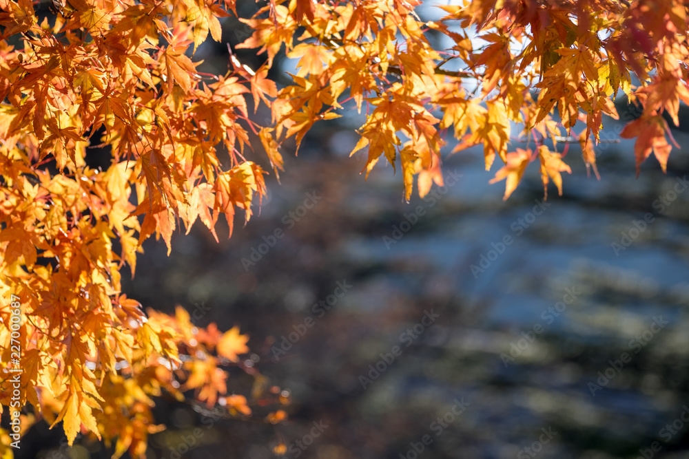Autumn maple momiji leaf in blue sky background. Seasonal natural landscape in fall season. Autumn maple momiji leaf in blue sky background. Seasonal natural landscape in fall season.
