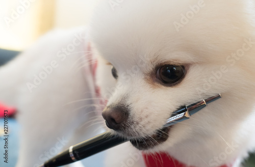 naughty dog and pen.Pomeranian white