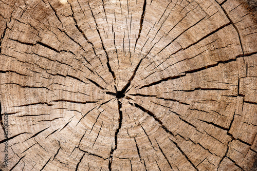 wood log end cut, annual rings and cracks running from the center, abstract texture background