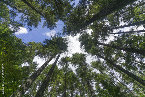 Forest trees from below looking up to canopy