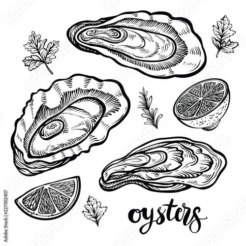Oysters vector illustration. Seafood sketches of clams.