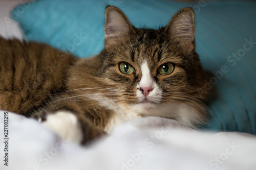  fluffy domestic cat sleeps on the master's bed. 