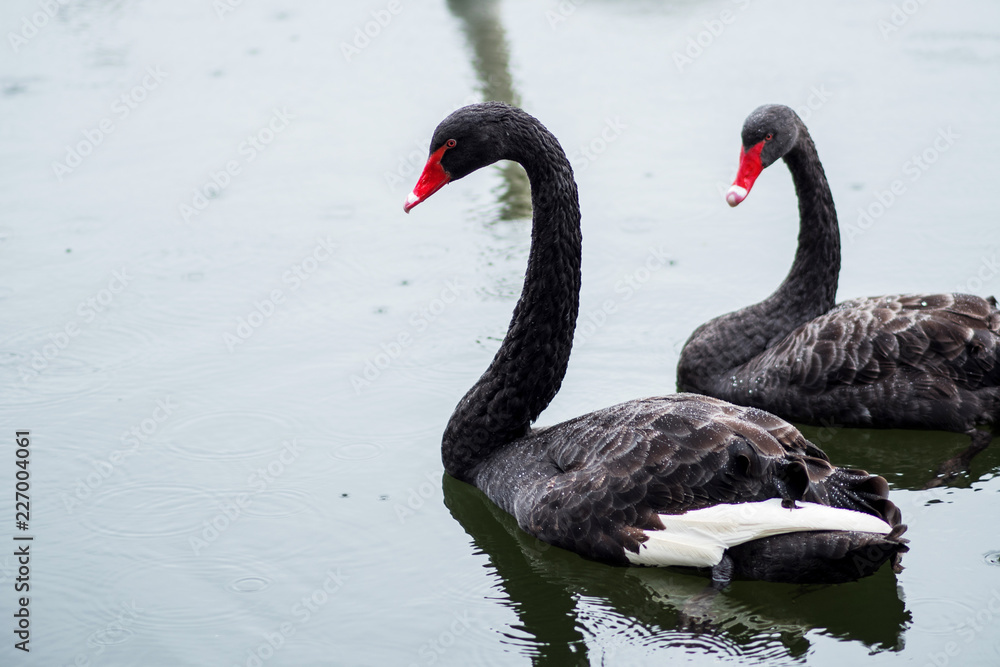 Fototapeta premium Black swan. Two black swans swim in lake.