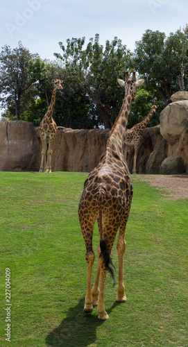 Photo of giraffe from the back on the landmark in the zoo
