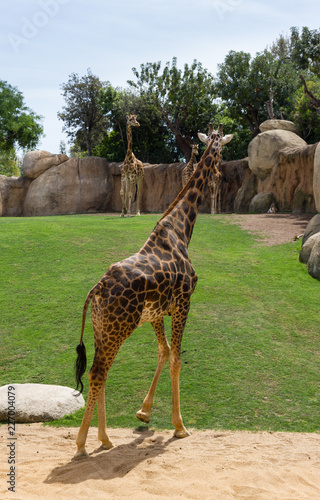 Photo of giraffe from the back on the landmark in the zoo