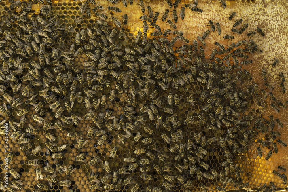 bees, honey, nature, insects, bee-keeping, honeycomb bees, honey, nature, insects, bee-keeping, honeycomb