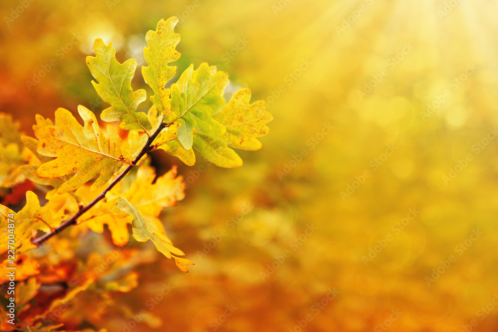 Obraz premium Yellow autumn oak leaves isolated on sunny background.