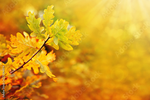 Yellow autumn oak leaves isolated on sunny background.