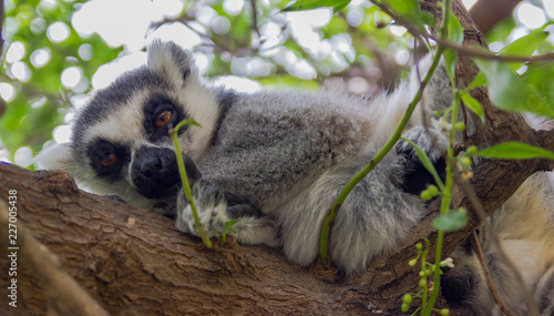 Sleppy lemur sitting on the wooden stick on the green tree photo