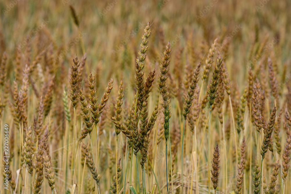 field with rye spikelets open field on a summer day a lot of orange spikelets, ripe wheat before field with rye spikelets open field on a summer day a lot of orange spikelets, ripe wheat before