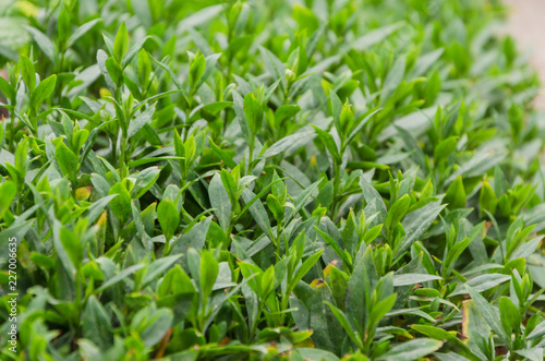 Irreplaceable background and texture of green grass