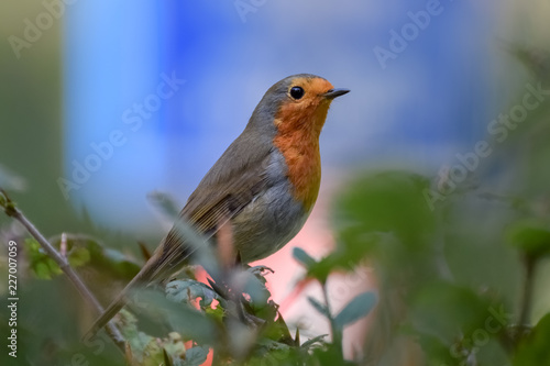 Robin (redbreast) close up with blue traffic sign in the background