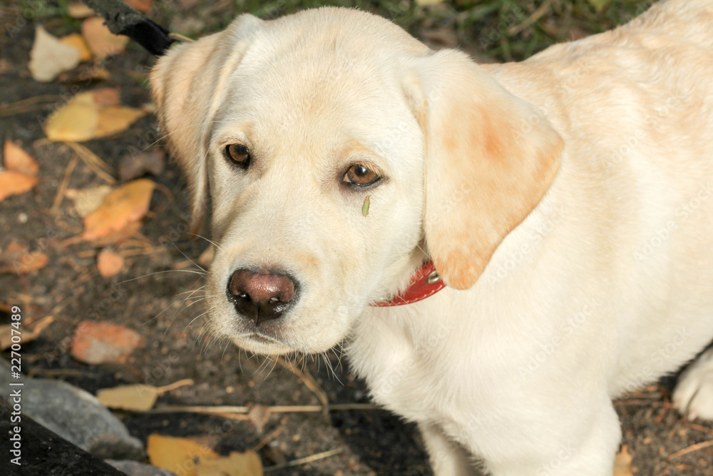 golden retriever dog in the park