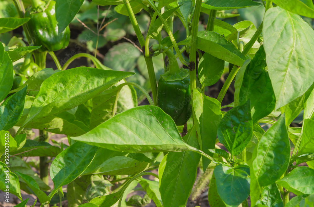 Beautiful and different peppers growing in my garden Beautiful and different peppers growing in my garden