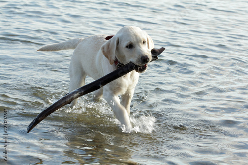 dog on the beach