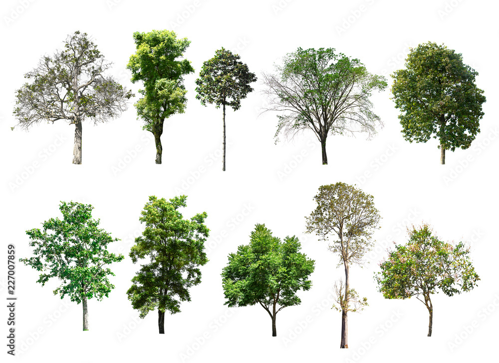 Isolated trees on the white background. This is a collection of trees from Thailand. Isolated trees on the white background. This is a collection of trees from Thailand.