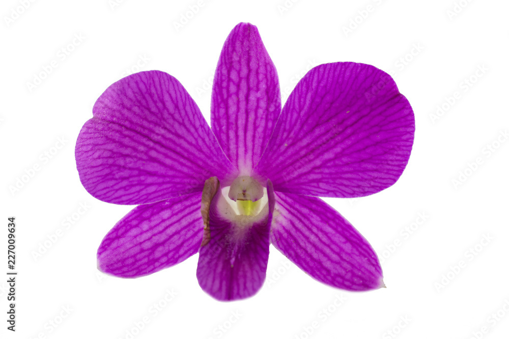 Isolated purple orchid on the white background. Isolated purple orchid on the white background.
