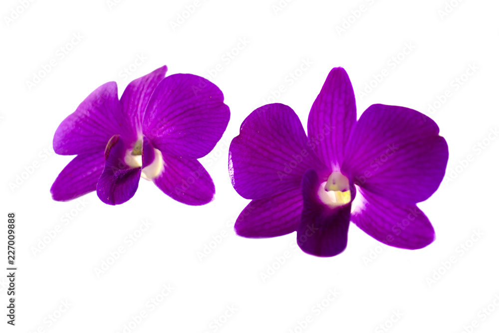 Isolated purple orchid on the white background.