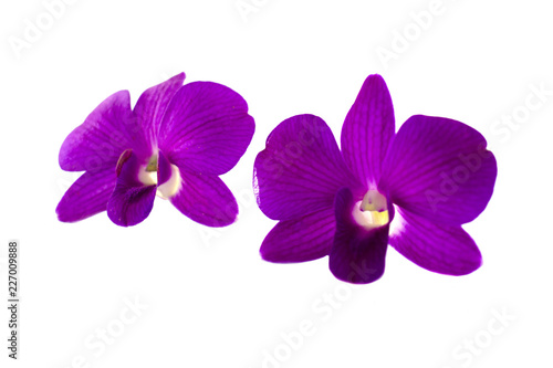 Fototapeta Naklejka Na Ścianę i Meble -  Isolated purple orchid on the white background.