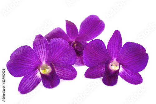 Isolated purple orchid on the white background. © CHAIYAPHON