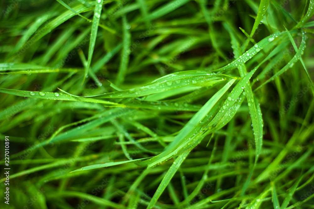 Fresh green grass with dew drops close up. Water drops on the fresh grass after rain. Light morning dew on the green grass. Fresh green grass with dew drops close up. Water drops on the fresh grass after rain. Light morning dew on the green grass.