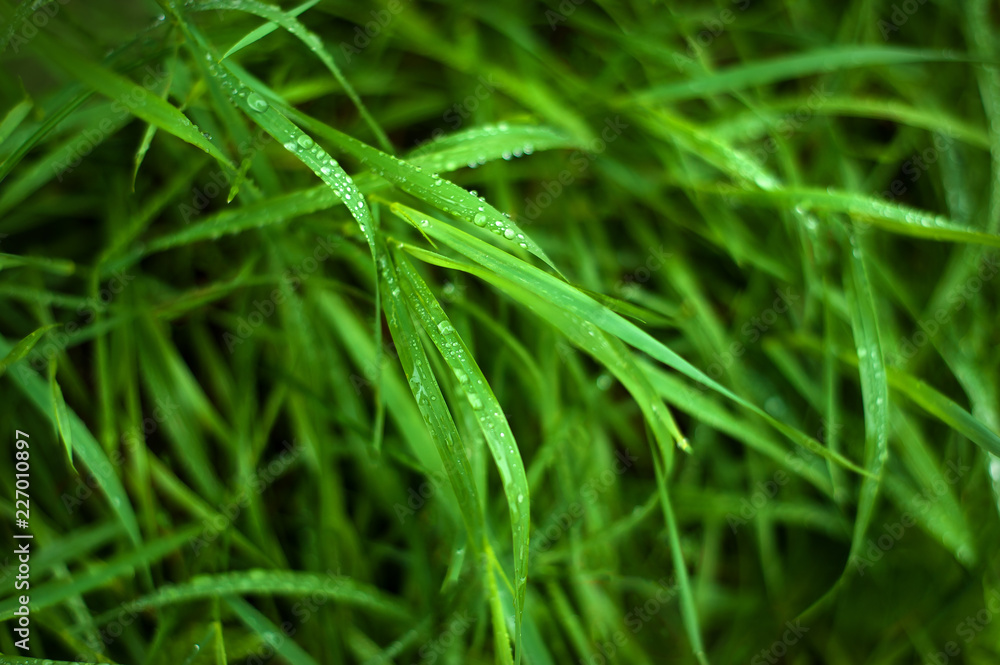 Fresh green grass with dew drops close up. Water drops on the fresh grass after rain. Light morning dew on the green grass. Fresh green grass with dew drops close up. Water drops on the fresh grass after rain. Light morning dew on the green grass.