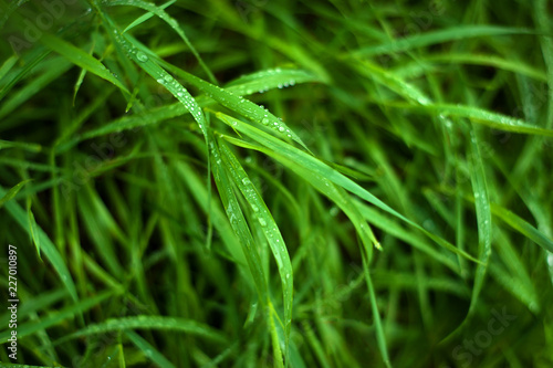 Fresh green grass with dew drops close up. Water drops on the fresh grass after rain. Light morning dew on the green grass. © Viktoria