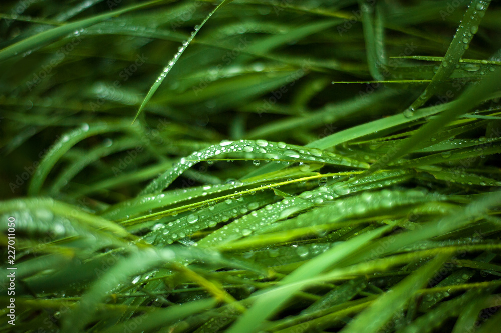 Fresh green grass with dew drops close up. Water drops on the fresh grass after rain. Light morning dew on the green grass. Fresh green grass with dew drops close up. Water drops on the fresh grass after rain. Light morning dew on the green grass.