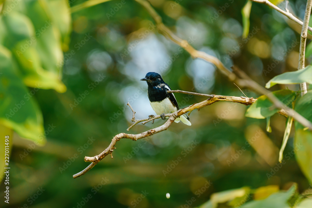 Oriental magpie robin is hang on the branch of tree in the afternoon Oriental magpie robin is hang on the branch of tree in the afternoon