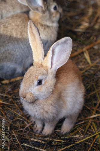 front view of a cute little rabbit on hay in a cage