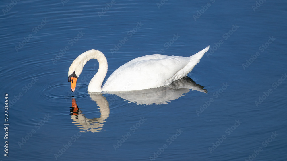 Fototapeta premium Graceful Swan