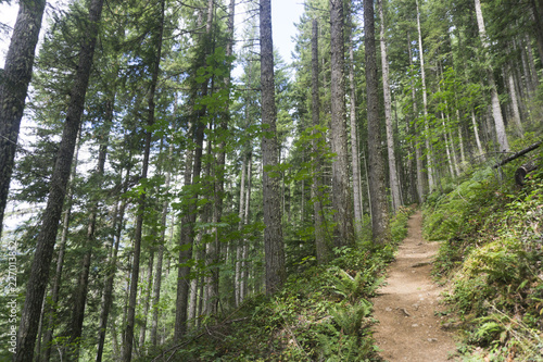 Hiking trail through a green forest