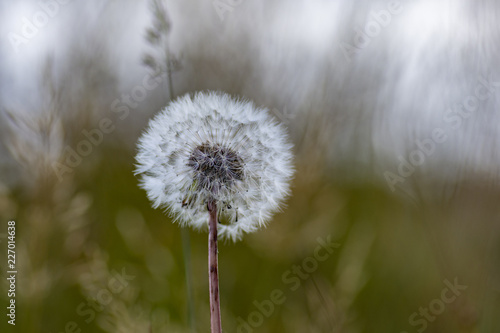 Close up white candelion flower seed   Taraxacum   on green grass field