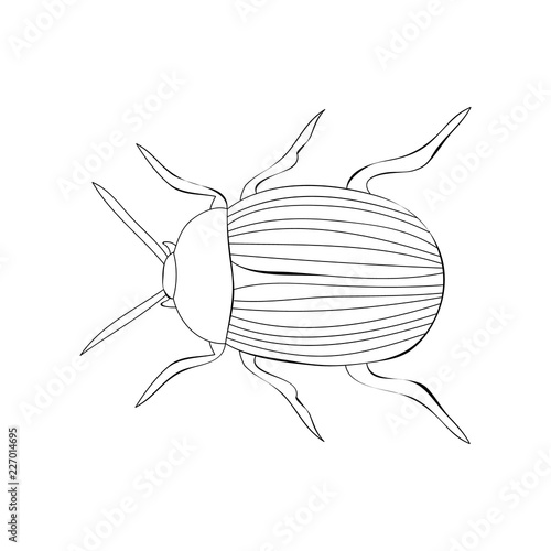 vector isolated striped beetle sketch