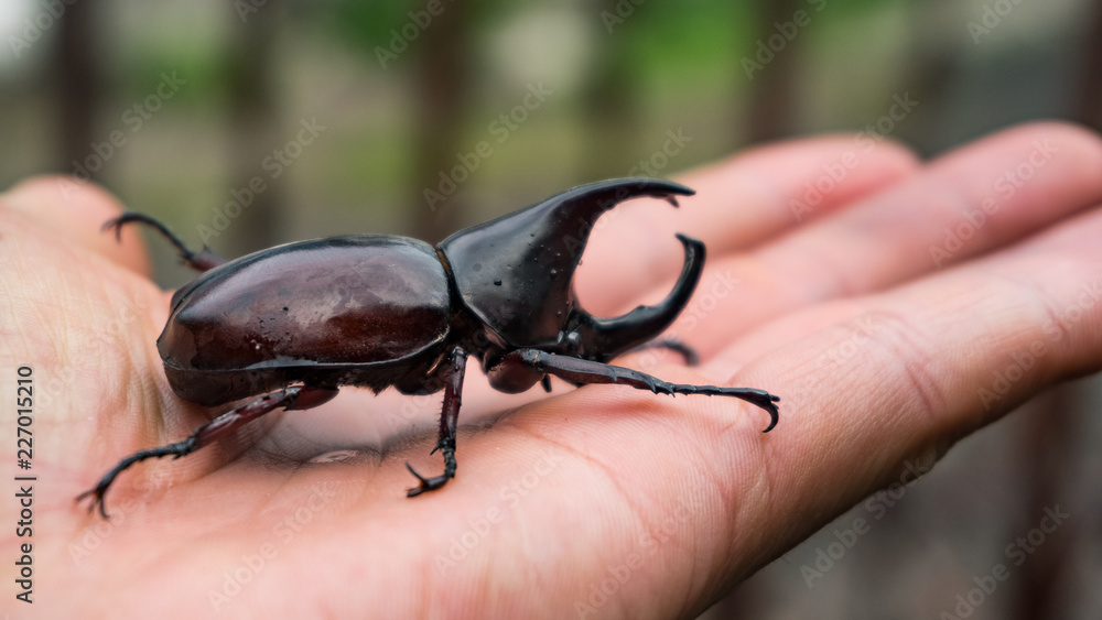 Beetle insect on hand Beetle insect on hand