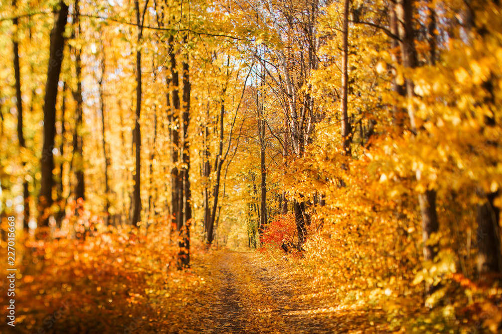Fototapeta premium Colorful Autumn Road