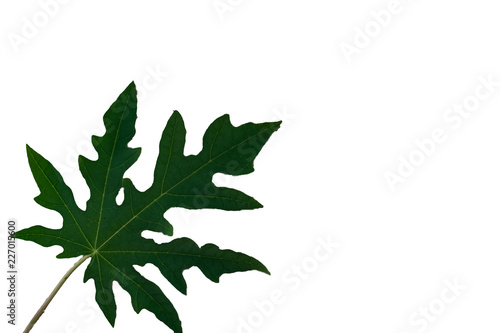 Green papaya leaves, white background