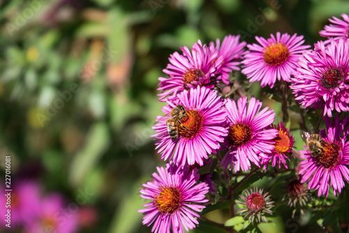 Honeybee on New England Aster Flowers