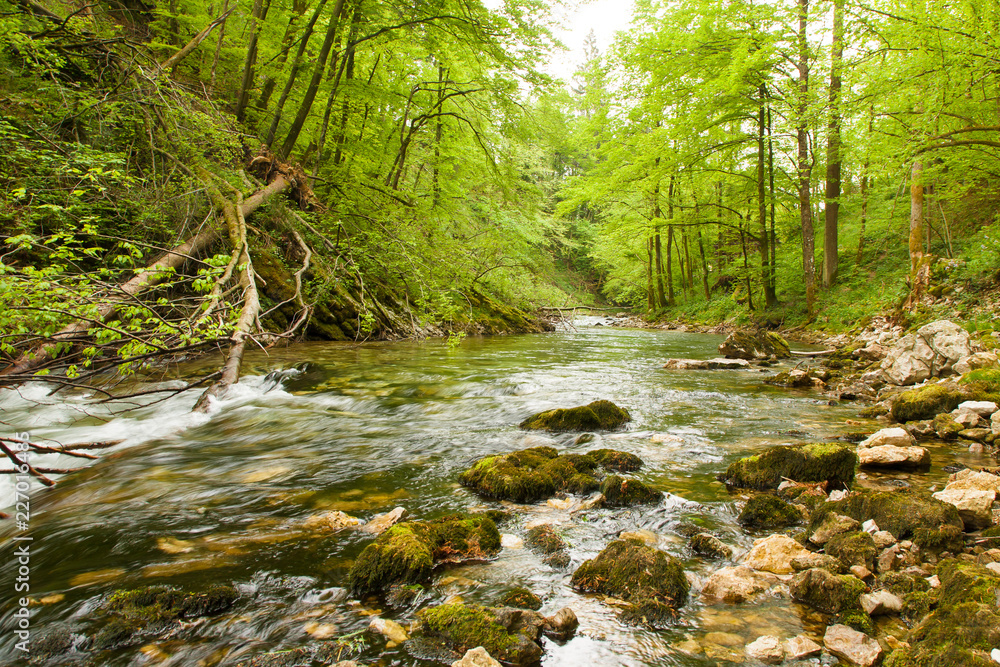 river in forest river in forest