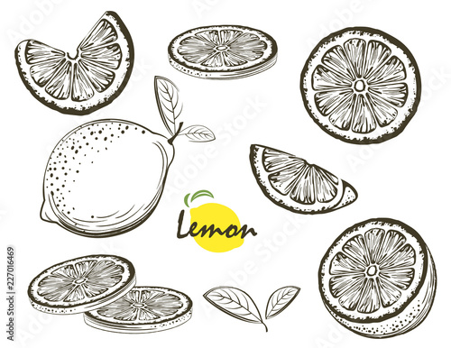 Fruit illustration with lemon in the style of engraving. Collection of vector illustrations. Elements for menu, greeting cards, wrapping paper, cosmetics packaging, labels, tags, posters etc