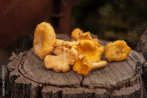 Woodland bright orange mushrooms chanterelle laying on the old texture stump, on a dark backgroung. Outdoors, close up.
